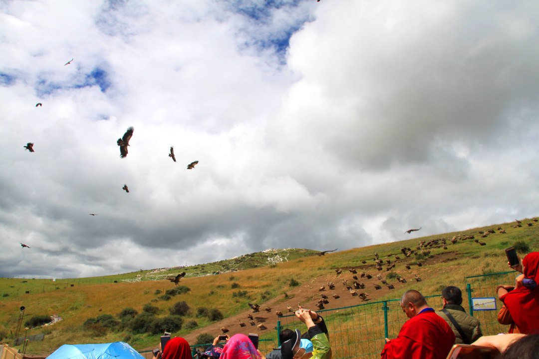 【色達遊記】天葬開始前，上百隻禿鷹開始聚集在山坡上。（勞顯亮攝）